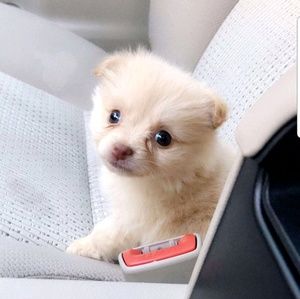 Meet your Posher, Lidia